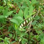 Polygonatum odoratum ফুল