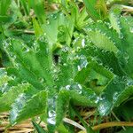 Alchemilla subcrenata Liść