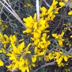 Genista scorpius Flower