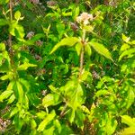 Eupatorium cannabinumBlatt