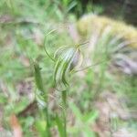 Pterostylis ophioglossa