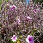 Geranium maderense Цветок