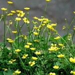 Ranunculus flammula Likasa