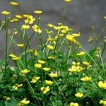 Ranunculus flammula Blad