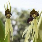 Prosthechea cochleata 花