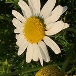 Tripleurospermum maritimum Flor