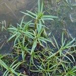 Mentha cervina Feuille