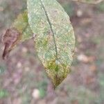 Salix cinerea Leaf