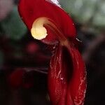 Impatiens hians Flower