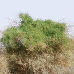 Cebatha pendula Хабит