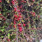 Cotoneaster nan-shan ഫലം