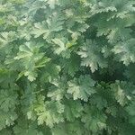 Geranium platypetalum Leaf