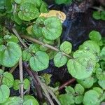 Rorippa nasturtium-aquaticum Leaf