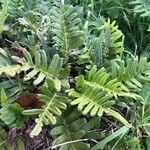 Polypodium californicum Hoja