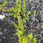 Patellifolia procumbens Blad