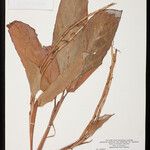 Ischnosiphon puberulus Hoja