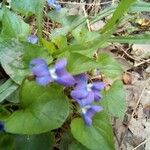 Viola × melissifolia Blüte