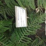 Polystichum setiferum Φύλλο