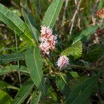 Persicaria amphibia Квітка