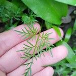 Conopodium majus Leaf