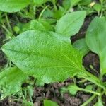 Plantago majorFoglia