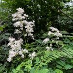 Thalictrum pubescensFlower