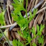 Daucus muricatus Leaf