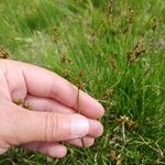 Carex echinata Fleur