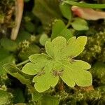 Geranium phaeum পাতা