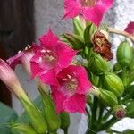 Nicotiana tabacum Λουλούδι