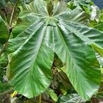 Cecropia schreberiana Leaf