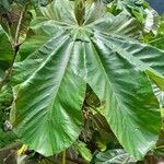 Cecropia schreberiana Blad