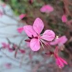 Gaura lindheimeri Кветка