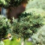 Cedrus atlantica Blad