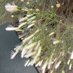 Baccharis sarothroides Flower