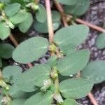 Euphorbia prostrata Foglia