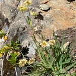 Bupleurum stellatum Habit