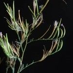 Epilobium brachycarpum Лист