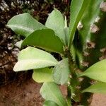 Euphorbia nivulia Leaf