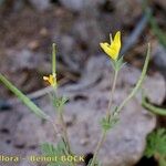 Hypecoum procumbens Habit