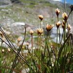 Juncus triglumis Habit