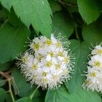 Spiraea chamaedryfoliaLorea