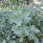 Romneya coulteri برگ