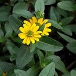 Sanvitalia procumbens Fiore