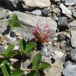 Trifolium thalii ফুল