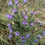 Echium vulgareFloare