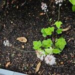 Tiarella cordifolia Natur