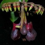 Marcgravia nepenthoides Fruit
