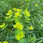 Euphorbia illirica Flower