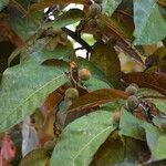 Ficus aspera Fruit